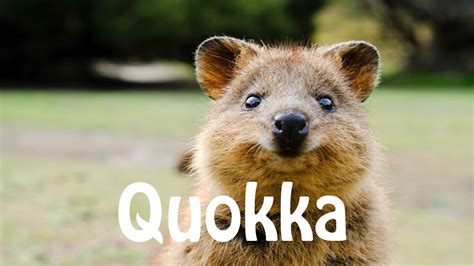 quokka pronunciation|how do you say iqaluit.